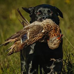 Piper - Labrador Retriever