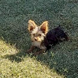 FG4 Skye - Chocolate and tan female Yorkshire Terrier puppy in Blythe, California from California AKC Maltese & Yorkies