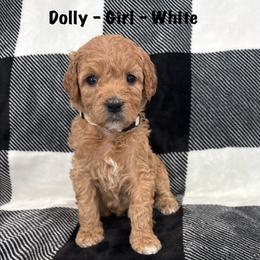 Dolly - Red  female Goldendoodle puppy in Annville, Pennsylvania from Bellegrove Goldendoodles