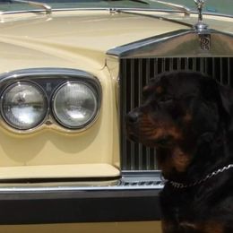 Rottweilers from Dane Culps' Rottweilers