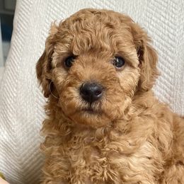 Poodles from Kennison Lane Poodles