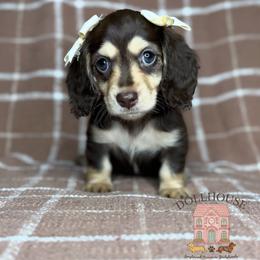 Ember - Chocolate and tan female Dachshund puppy in Aubrey, Texas from Dollhouse Doxies LLC