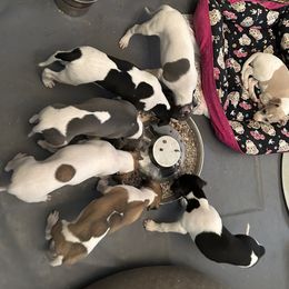 Whippet Puppies from Sonsteby