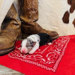 'Titan' - Blue merle male Australian Shepherd puppy in Durand, Wisconsin from Larson’s Legacy Aussome Aussie Kennels