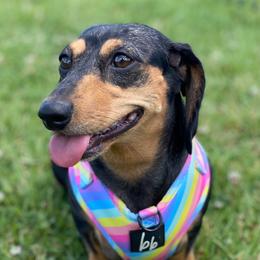 Clementine - Dachshund