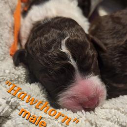 Hawthorn - Parti male Goldendoodle puppy in Pilot Point, Texas from K9 Sidekicks, LLC
