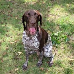 REMY - German Shorthaired Pointer