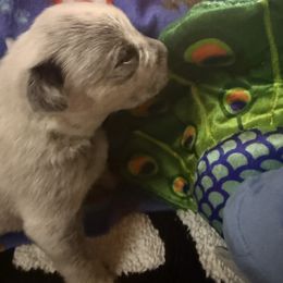 Australian Cattle Dog and French Bulldog Puppies from Sugarloaf French bulldogs and Australian cattle dogs