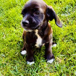 Boston - Black and white male Cocker Spaniel puppy in Santa Ana, California from American Cocker Spaniel