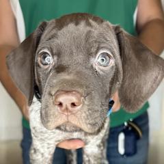 German Shorthaired Pointer Puppies from MCP Kennels
