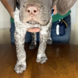 German Shorthaired Pointer Puppies from MCP Kennels