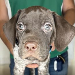 German Shorthaired Pointer Puppies from MCP Kennels