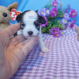Cartier - Black and tan male Chihuahua puppy in Bois D Arc, Missouri from Carsten's Chihuahuas