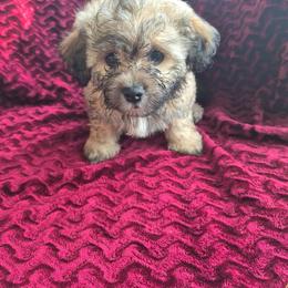 Shiloh - female Companion Cross puppy in Richmond, Texas from Marcia Hamlet