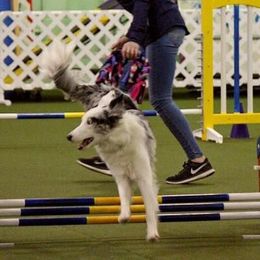 Border Collie Puppies from M and J Farm