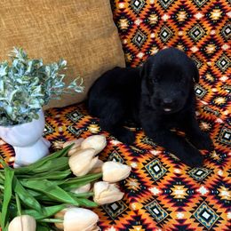 Boy - Black male Giant Schnauzer puppy in Many, Louisiana from Toledo Bend Giants Vom Zitronen