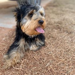 Assorted Doodle Crosses, Double Doodle, Maltipoo, Morkie, and Yorkipoo Puppies from Danza Bolo