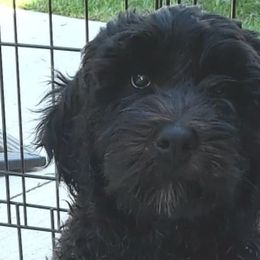 Labradoodles from Our Little Castle of Labradoodles