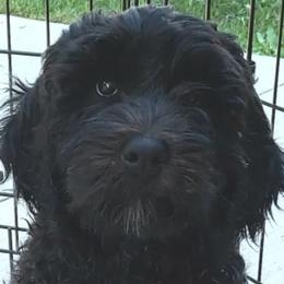 Labradoodles from Our Little Castle of Labradoodles