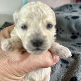 Baby girl - White female Poodle puppy in Rockvale, Tennessee from Cosmic Chinese Cresteds & Wind-Echo Poodles