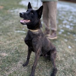 Harry - Black brindle male Dutch Shepherd puppy in Watertown, Connecticut from APACHE CANINE