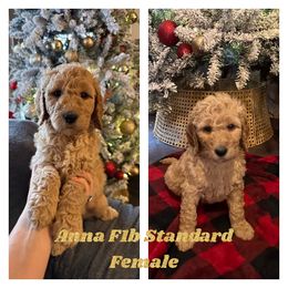 Anna - Apricot Goldendoodle puppy in Missouri from B&C Goldendoodles