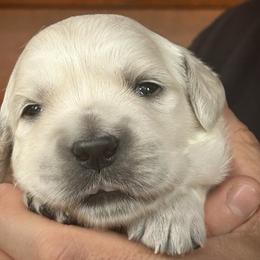 Primrose - Light golden female Golden Retriever puppy in Hastings, Michigan from Teresa Stevens