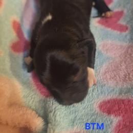 JAVA - Black & white male Australian Shepherd puppy in Salem, Arkansas from Patchwork Kennels