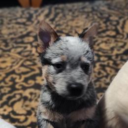 Clyde - Blue speckled male Australian Cattle Dog puppy in Morganton, North Carolina from Trinity C Acres
