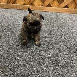 Boy 2 - Brindle male Shih Tzu puppy in Hibbing, Minnesota from Iron Range Shih Tzu and Puppies