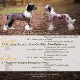 Girl 3 - Black and white female Chinese Crested puppy in Auburn, Kansas from TopBrass Kennels