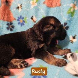 German Shepherd Puppies from Vom Schönen Hera German Shepherds