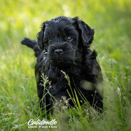 Boy 1 - Black  male Australian Cobberdog puppy in Dover Foxcroft, Maine from Faberge Australian Cobberdog