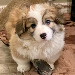 Red Fluffy Female - Red female Pembroke Welsh Corgi puppy in Rochester, Indiana from Stacy’s Pembroke Welsh Corgis