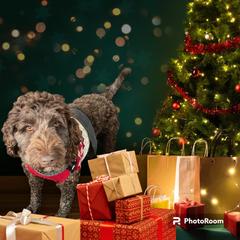 Mocha - Labradoodle