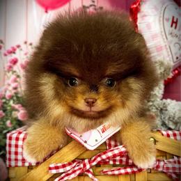 AKC Volt 3800 - Chocolate and tan male Pomeranian puppy in Oklahoma City, Oklahoma from Belle House Pomeranians