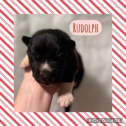 Rudolph - Black and white male Siberian Husky puppy in Southampton, New Jersey from First Frost Kennels