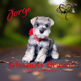Jorge AKC - Salt and pepper male Miniature Schnauzer puppy in Pelzer, South Carolina from Schnauzer Heaven Von Longbach