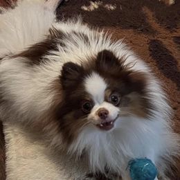 Sweet Pea - Pomeranian
