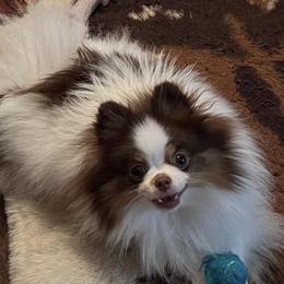 Sweet Pea - Pomeranian