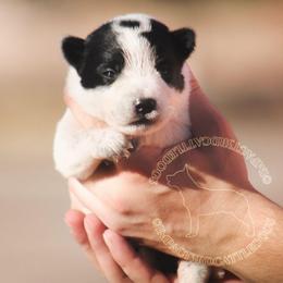 Galadriel (AKC) - Blue female Australian Cattle Dog puppy in Marana, Arizona from Impact 3rd Australian Cattle Dogs