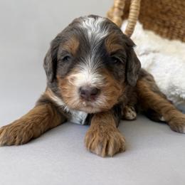 Daisy (Pink) - Tri-color female Bernedoodle puppy in Highland, Utah from Angel Pups Deluxe
