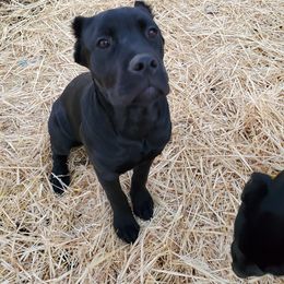 Cane Corso Puppies from True Love Cane Corso