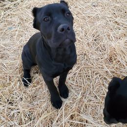 Cane Corso Puppies from True Love Cane Corso