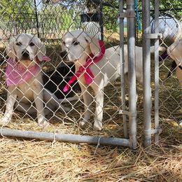 Girl 3 - Labrador Retriever puppy in Priest River, Idaho from Lazy Daisy Labs