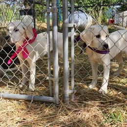Girl 3 - Labrador Retriever puppy in Priest River, Idaho from Lazy Daisy Labs