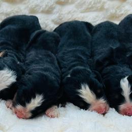 Girl 1 - Black tan and white female Bernese Mountain Dog puppy in Harrisburg, North Carolina from Bunn Ranch Goldens & Bernese