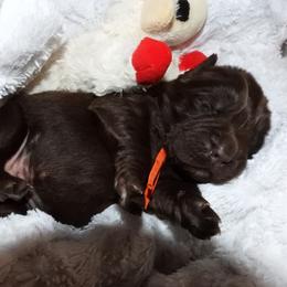 Boy 4 - Brown male Newfoundland puppy in Dalton, Ohio from Newfforu