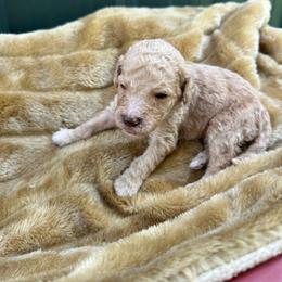 Macchiato - Apricot male Labradoodle puppy in Batesville, Arkansas from Morris Farmyard
