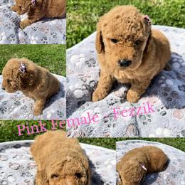Fezzik - Apricot female Goldendoodle puppy in Dawsonville, Georgia from As You Wish Doodles